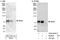 Dual Specificity Tyrosine Phosphorylation Regulated Kinase 1B antibody, A302-483A, Bethyl Labs, Western Blot image 