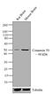 Connexin-50 antibody, 33-4300, Invitrogen Antibodies, Western Blot image 