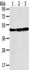 SET And MYND Domain Containing 3 antibody, CSB-PA224595, Cusabio, Western Blot image 