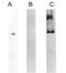 Kininogen 1 antibody, GTX21004, GeneTex, Western Blot image 