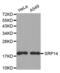 Signal Recognition Particle 14 antibody, abx003040, Abbexa, Western Blot image 