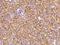 EPH Receptor B4 antibody, 106504-T08, Sino Biological, Immunohistochemistry frozen image 