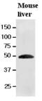 Ribonuclease inhibitor antibody, GTX50017, GeneTex, Western Blot image 