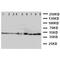 DnaJ Heat Shock Protein Family (Hsp40) Member A1 antibody, LS-C312751, Lifespan Biosciences, Western Blot image 