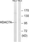 Histone Deacetylase 7 antibody, abx012997, Abbexa, Western Blot image 