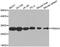 Proteasome Subunit Alpha 3 antibody, LS-B14860, Lifespan Biosciences, Western Blot image 