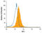 WT1 Transcription Factor antibody, AF5729, R&D Systems, Flow Cytometry image 