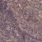 Transmembrane Channel Like 5 antibody, PA5-59308, Invitrogen Antibodies, Immunohistochemistry frozen image 