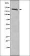 Ret Proto-Oncogene antibody, orb335723, Biorbyt, Western Blot image 