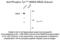 Glutamate Ionotropic Receptor NMDA Type Subunit 2A antibody, 50-121, ProSci, Western Blot image 