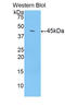 Lipocalin 8 antibody, LS-C295177, Lifespan Biosciences, Western Blot image 