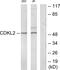 Cyclin Dependent Kinase Like 2 antibody, PA5-38754, Invitrogen Antibodies, Western Blot image 