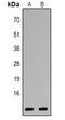 C-X-C Motif Chemokine Ligand 1 antibody, LS-C368645, Lifespan Biosciences, Western Blot image 