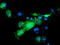 NGG1 Interacting Factor 3 Like 1 antibody, LS-C337511, Lifespan Biosciences, Immunofluorescence image 