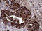 Carcinoembryonic Antigen Related Cell Adhesion Molecule 6 antibody, TA809254S, Origene, Immunohistochemistry frozen image 