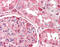 Dihydropyrimidinase Like 2 antibody, 49-080, ProSci, Immunohistochemistry frozen image 