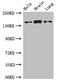 Sulfatase 2 antibody, CSB-PA810283LA01HU, Cusabio, Western Blot image 