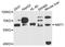 N-Myristoyltransferase 1 antibody, STJ111389, St John