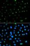 Prosaposin antibody, orb48510, Biorbyt, Immunofluorescence image 
