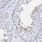 Acrosomal Vesicle Protein 1 antibody, NBP1-88038, Novus Biologicals, Immunohistochemistry frozen image 