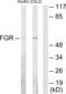 FGR Proto-Oncogene, Src Family Tyrosine Kinase antibody, abx013374, Abbexa, Western Blot image 