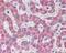 Voltage Dependent Anion Channel 1 antibody, 49-499, ProSci, Immunohistochemistry frozen image 