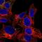 Alpha-1-antitrypsin antibody, NBP1-90309, Novus Biologicals, Immunocytochemistry image 