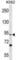 Testis Specific 10 antibody, abx031103, Abbexa, Western Blot image 