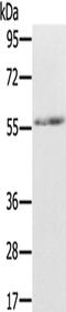 REC8 Meiotic Recombination Protein antibody, PA5-51301, Invitrogen Antibodies, Western Blot image 