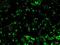 CDKN2A antibody, NB200-106, Novus Biologicals, Immunohistochemistry frozen image 
