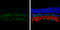 Bone Morphogenetic Protein Receptor Type 1B antibody, GTX102453, GeneTex, Immunohistochemistry frozen image 