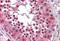 ETS Variant 4 antibody, MBS245912, MyBioSource, Immunohistochemistry frozen image 