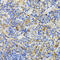 Triggering Receptor Expressed On Myeloid Cells 2 antibody, 13-679, ProSci, Immunohistochemistry frozen image 