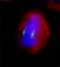 Tubulin Gamma 1 antibody, NB120-11318, Novus Biologicals, Immunofluorescence image 