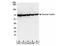 Taxilin Gamma antibody, NBP2-22331, Novus Biologicals, Western Blot image 