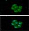 Heat Shock Protein Family A (Hsp70) Member 13 antibody, GTX57713, GeneTex, Immunofluorescence image 