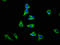 G Protein Signaling Modulator 1 antibody, LS-C398921, Lifespan Biosciences, Immunofluorescence image 