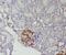 Renin antibody, FNab07240, FineTest, Immunohistochemistry frozen image 
