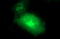 Claudin 6 antibody, LS-C338255, Lifespan Biosciences, Immunofluorescence image 