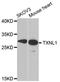 Thioredoxin Like 1 antibody, A6322, ABclonal Technology, Western Blot image 