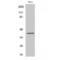 Chemerin Chemokine-Like Receptor 1 antibody, LS-C382691, Lifespan Biosciences, Western Blot image 