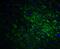 SLIT And NTRK Like Family Member 1 antibody, 4455, ProSci, Immunofluorescence image 