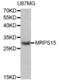 Mitochondrial Ribosomal Protein S15 antibody, abx003760, Abbexa, Western Blot image 