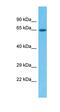 Exocyst Complex Component 7 antibody, orb325916, Biorbyt, Western Blot image 