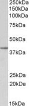 Secreted Frizzled Related Protein 4 antibody, MBS422110, MyBioSource, Western Blot image 