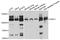 Anoctamin 1 antibody, LS-C497208, Lifespan Biosciences, Western Blot image 