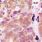 Galactosidase Beta 1 Like 3 antibody, LS-C356060, Lifespan Biosciences, Immunohistochemistry frozen image 