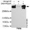 Protein Kinase, DNA-Activated, Catalytic Subunit antibody, GTX49142, GeneTex, Immunoprecipitation image 