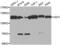 USO1 Vesicle Transport Factor antibody, abx002098, Abbexa, Western Blot image 