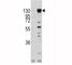 Fibroblast Growth Factor Receptor 1 antibody, F50614-0.4ML, NSJ Bioreagents, Western Blot image 